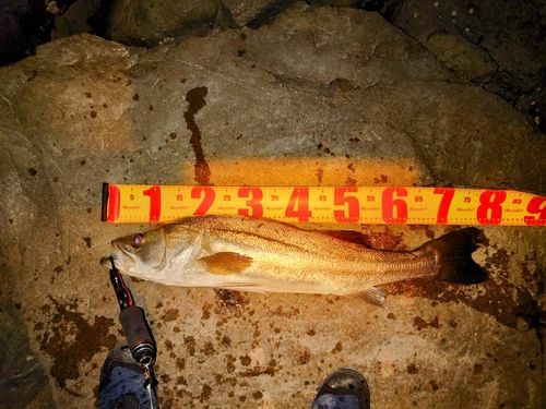 シーバスの釣果