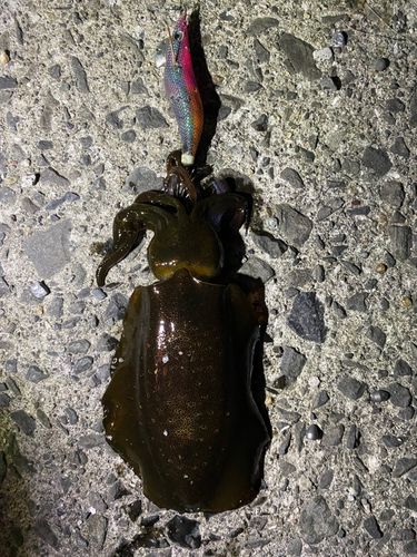 アオリイカの釣果