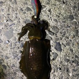 アオリイカ