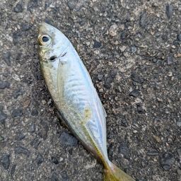 アジ