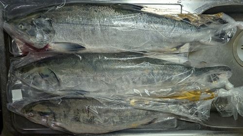 アキアジの釣果