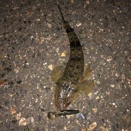 マゴチ