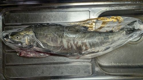 アキアジの釣果