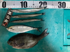 サヨリの釣果