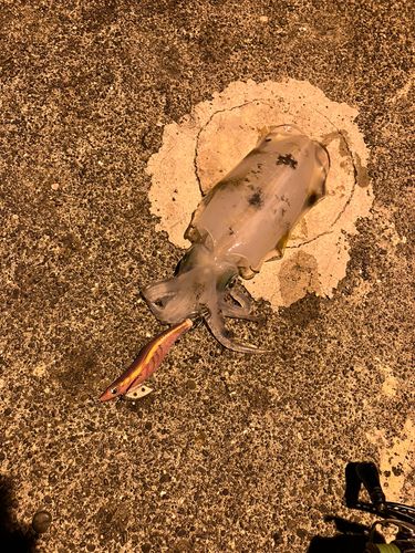 アオリイカの釣果
