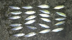 アジの釣果