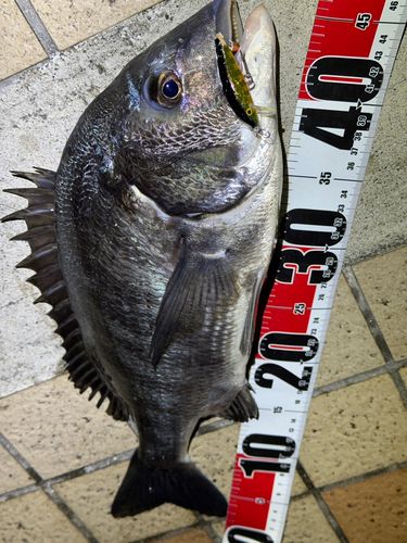 クロダイの釣果