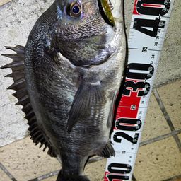 クロダイ