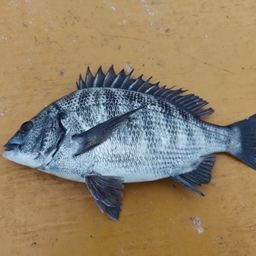 クロダイ