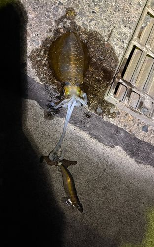 アオリイカの釣果