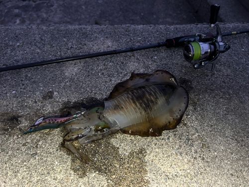 アオリイカの釣果