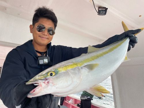 イナダの釣果