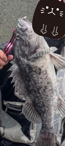 ソイの釣果