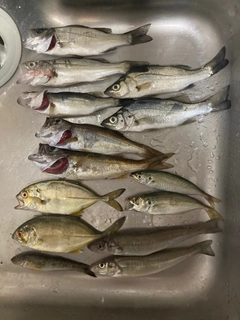 マアジの釣果