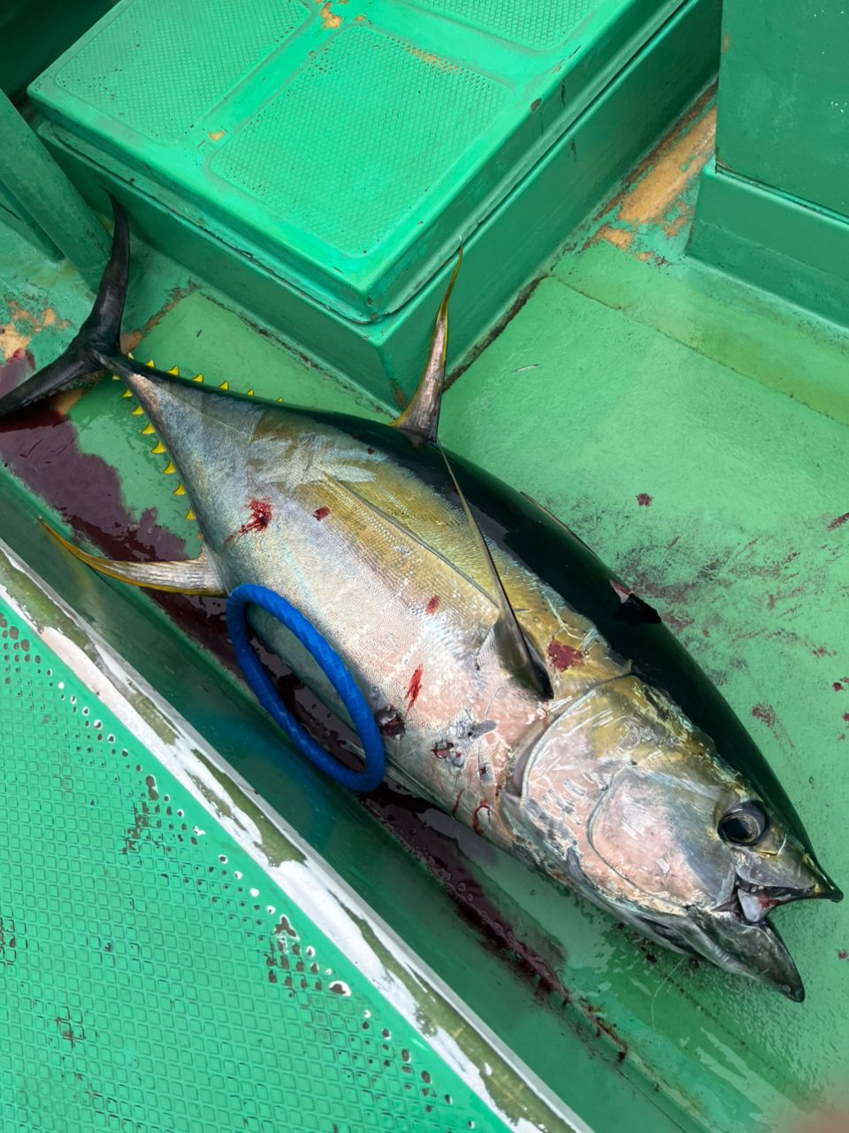 湘南の素人釣師さんの釣果 1枚目の画像