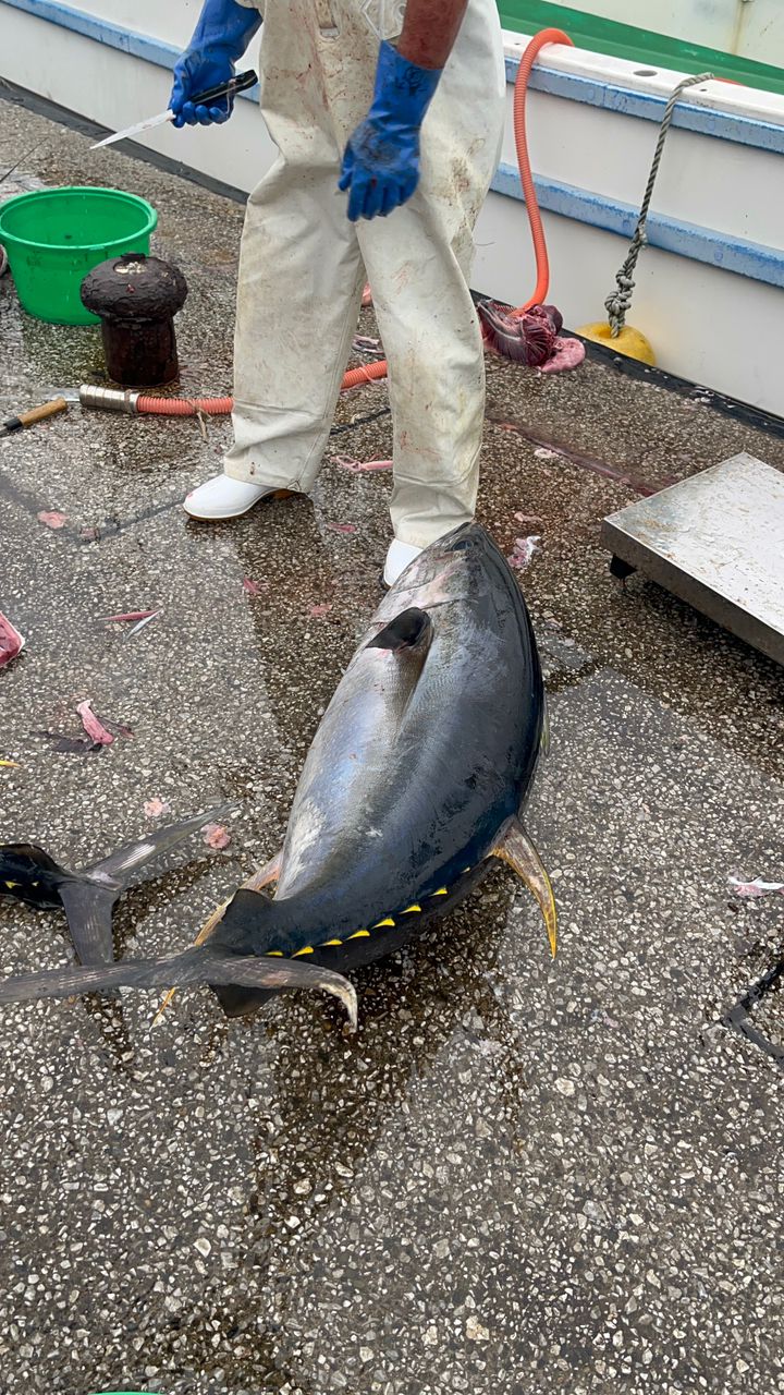 湘南の素人釣師さんの釣果 2枚目の画像