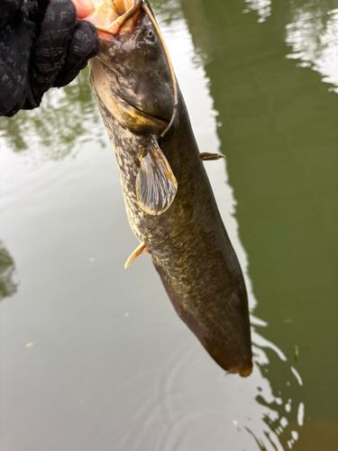 ナマズの釣果