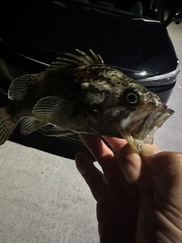 クロソイの釣果