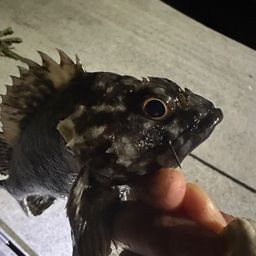 オウゴンムラソイ