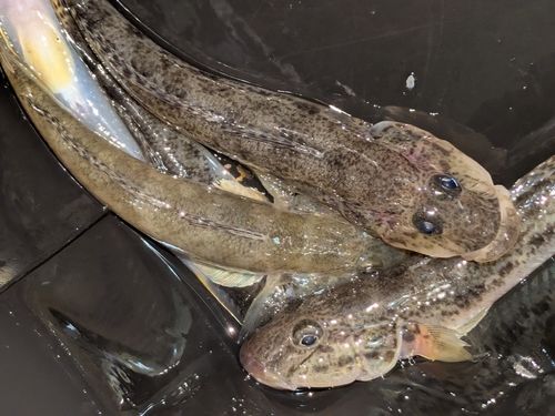 ハゼの釣果