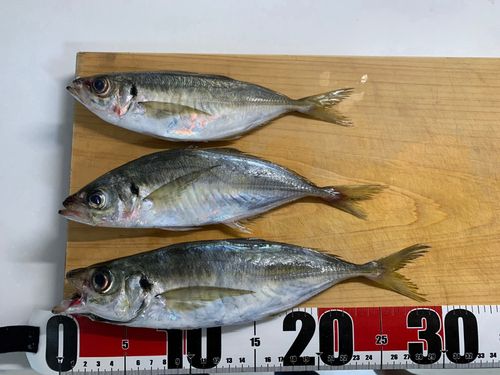 海辺つり公園