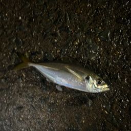 アジ