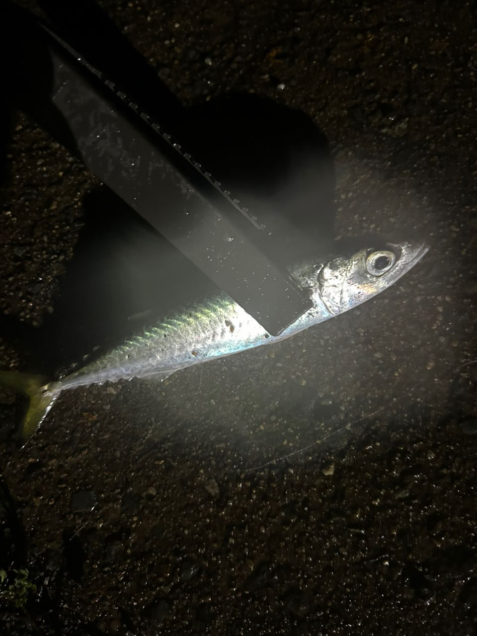 アジ