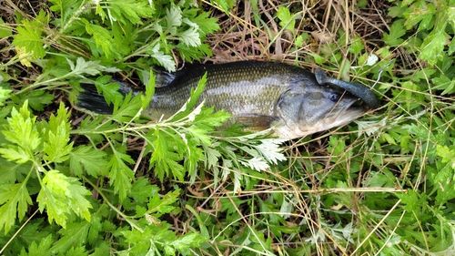 ブラックバスの釣果