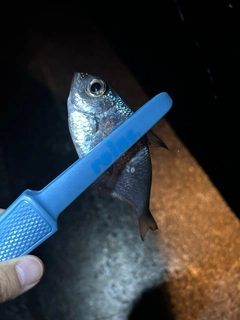 ミナミハタンポの釣果
