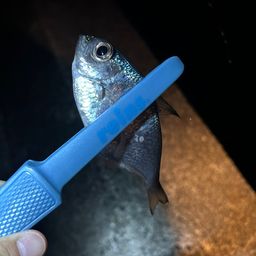 ミナミハタンポ