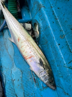 サゴシの釣果