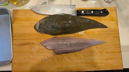 シタビラメの釣果