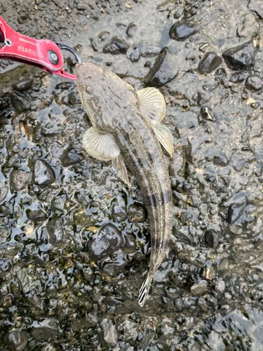 コチの釣果