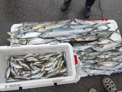 サワラの釣果