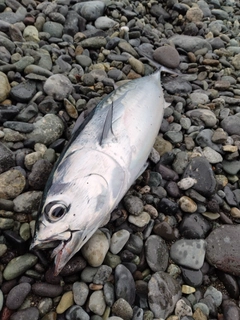 ヒラソウダの釣果