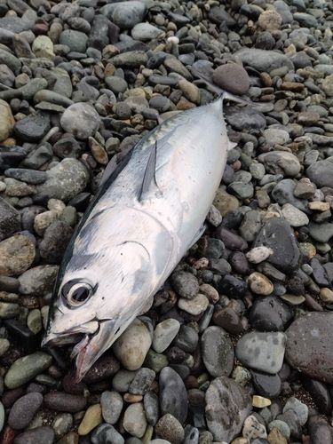 ヒラソウダの釣果