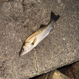 セイゴ（ヒラスズキ）