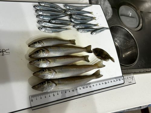 キスの釣果