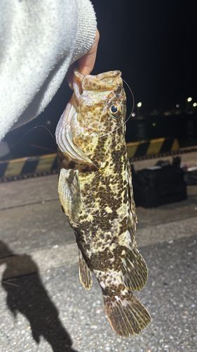 タケノコメバルの釣果