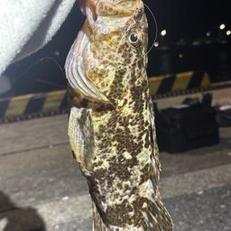 タケノコメバル