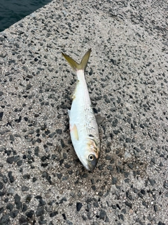 コノシロの釣果