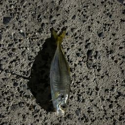 アジ