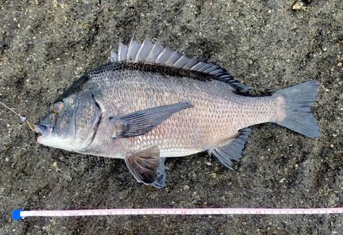 クロダイの釣果