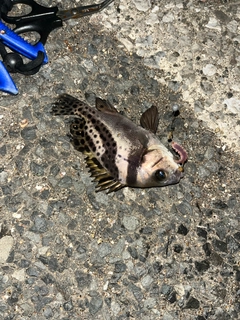 コショウダイの釣果