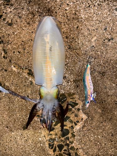 アオリイカの釣果