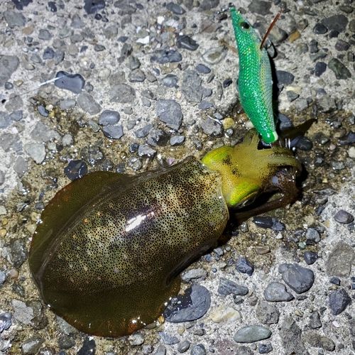 アオリイカの釣果
