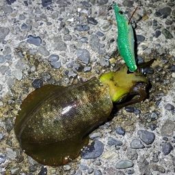 アオリイカ