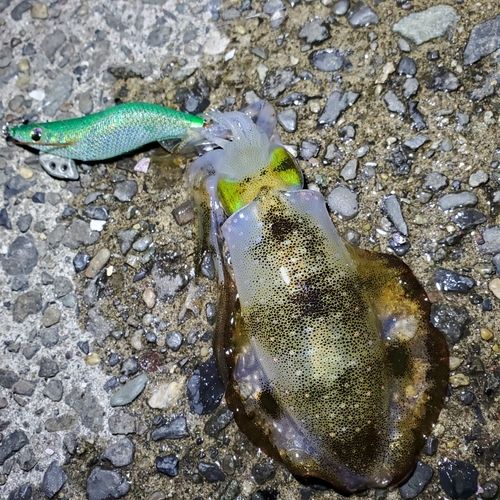 アオリイカの釣果