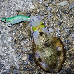 アオリイカ