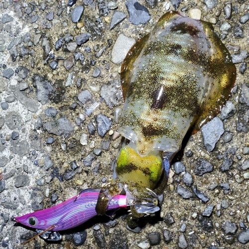 アオリイカの釣果